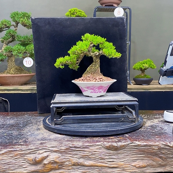 无花朵黄杨盆景四季常青