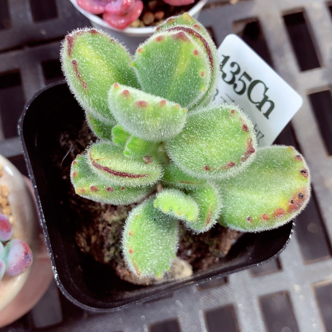 5厘米盆精控多肉135