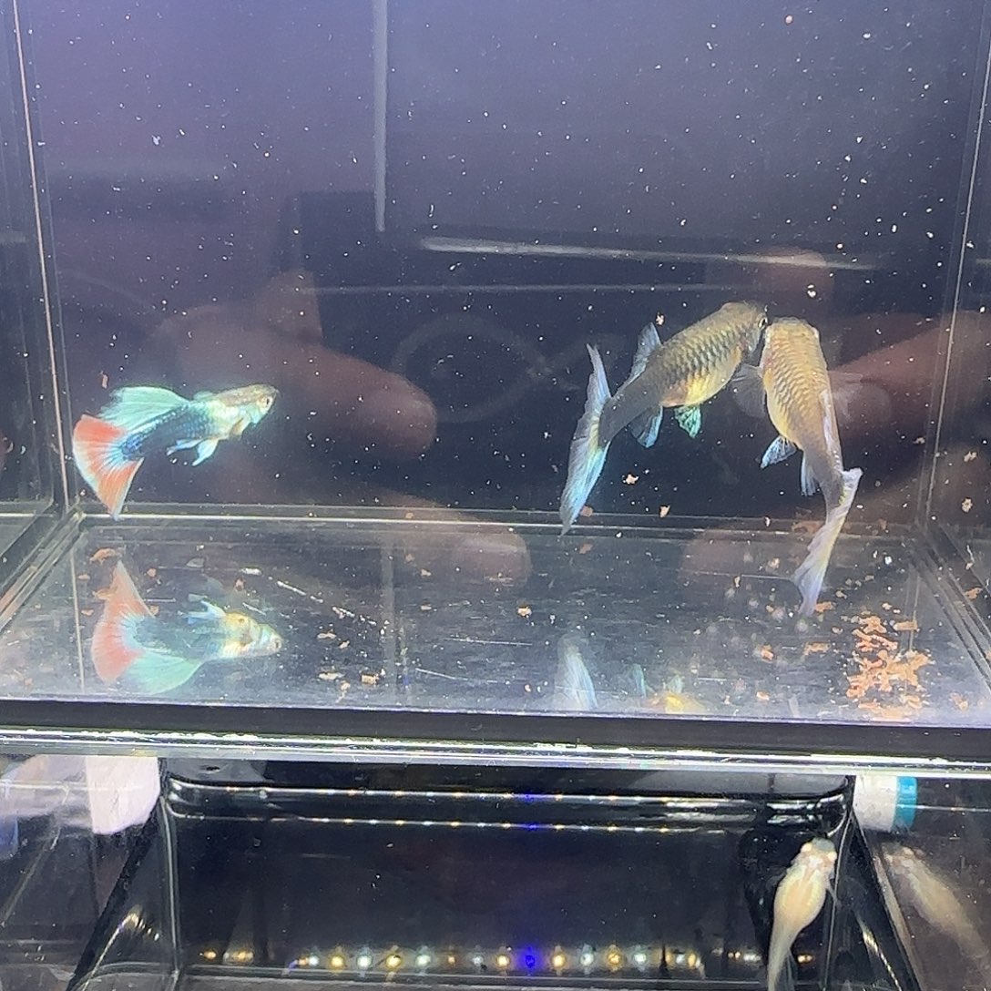 孔雀鱼蓝礼服跑红一公两母