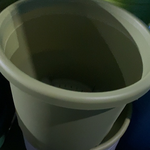 树脂四季5号果绿无托6个特价