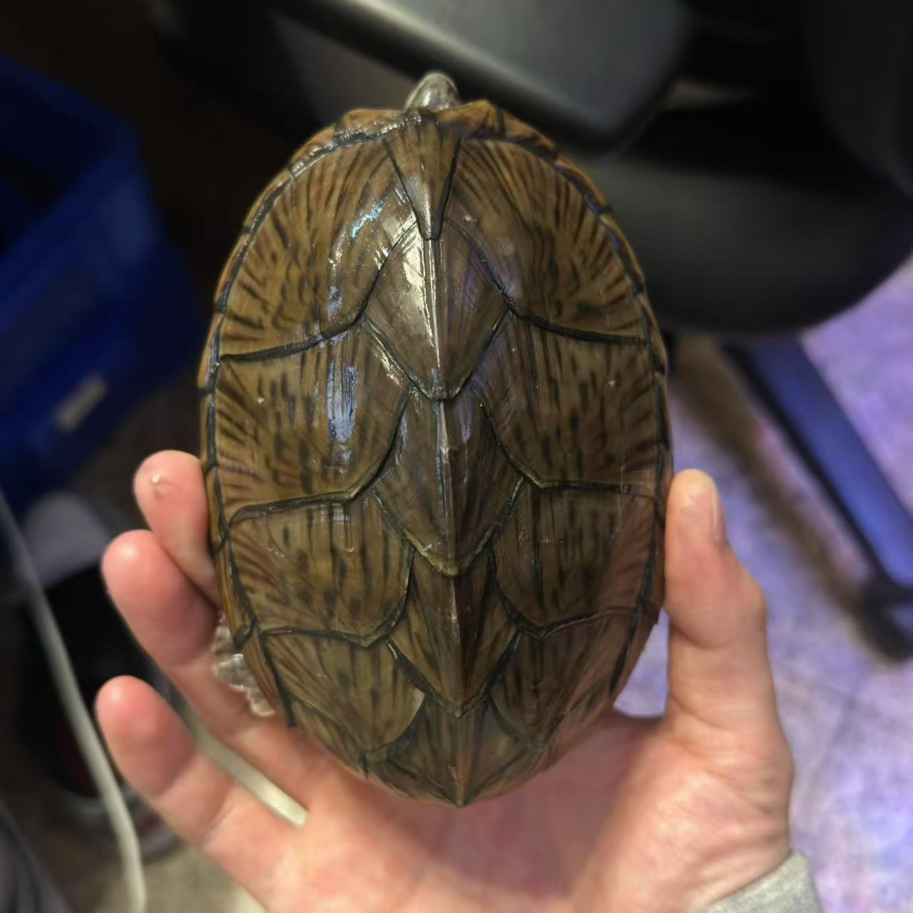 剃刀龟 种公   背甲长12.9cm