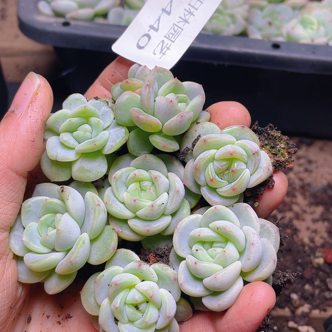 多肉植物多肉植物440