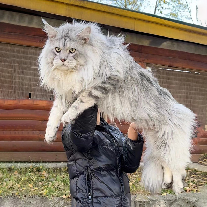 【上菏缅因】俄罗斯血统缅因库恩猫巨型长毛猫新奇宠物猫咪活体