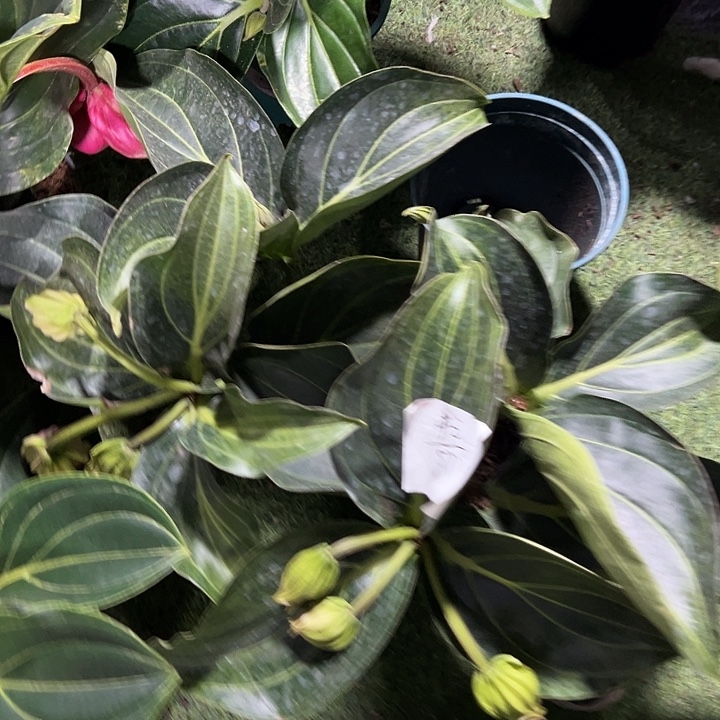 丰***云少量花朵（建议范围：2朵-5朵 或40%以下）