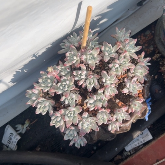 流丹白豪杂～一物一拍6112