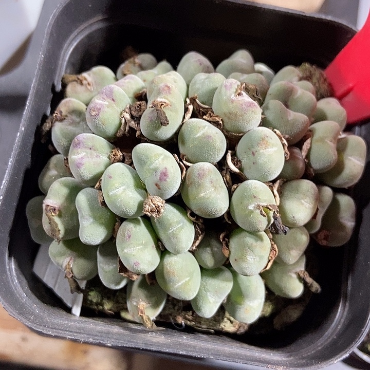 多肉植物口迪659多肉