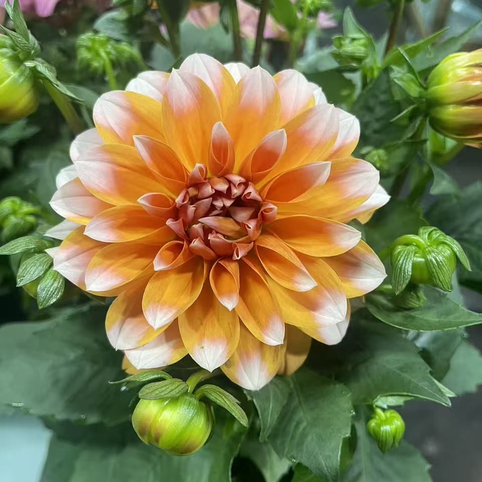 奶油桃子—带花苞重瓣大丽花盆栽南北方均可养殖