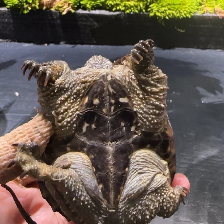 邪***盟宠物龟母瑕疵开甲