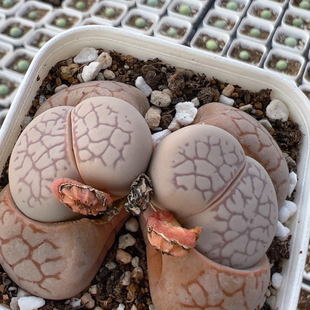 88多肉植物百科知识