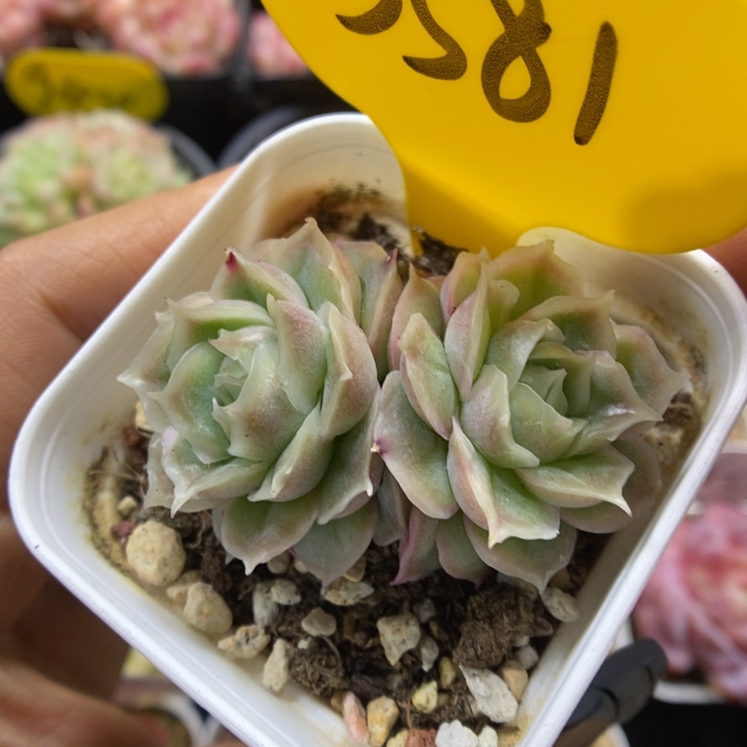 水晶虾饺可拍5581号