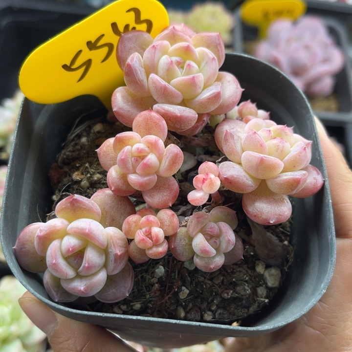 珍妮老桩可拍5543