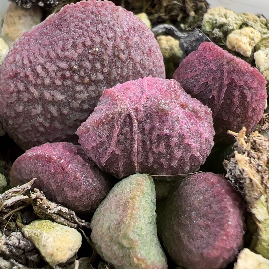 实生新品大苗多肉植物