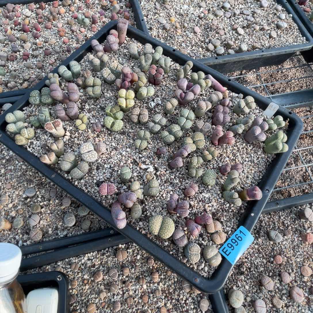 微***、9961筐福利不售后