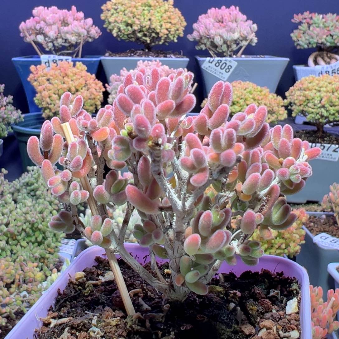 d907老桩荔枝糯米糍