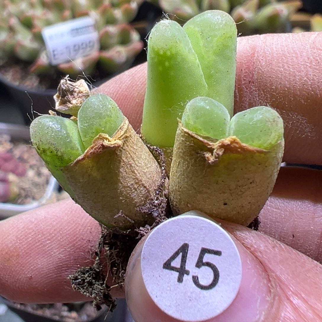 多肉植物11111111111111