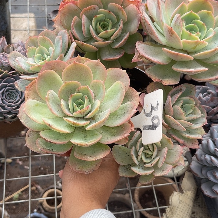 两单包邮，一物一拍39白雪