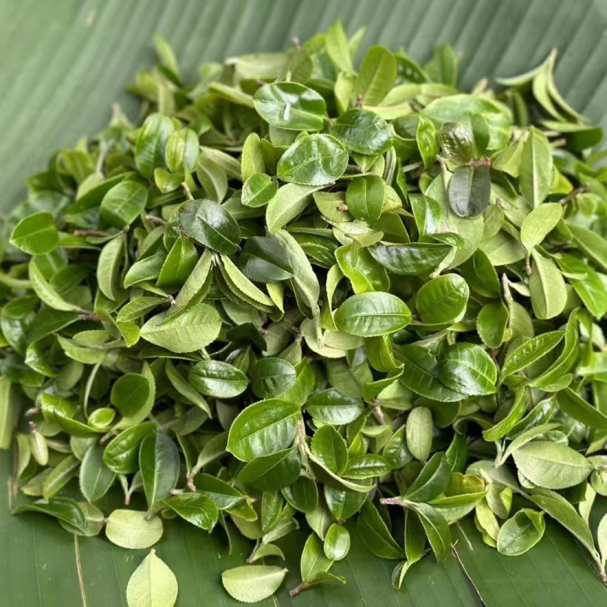 稀有种 猫耳朵普洱茶生茶100克