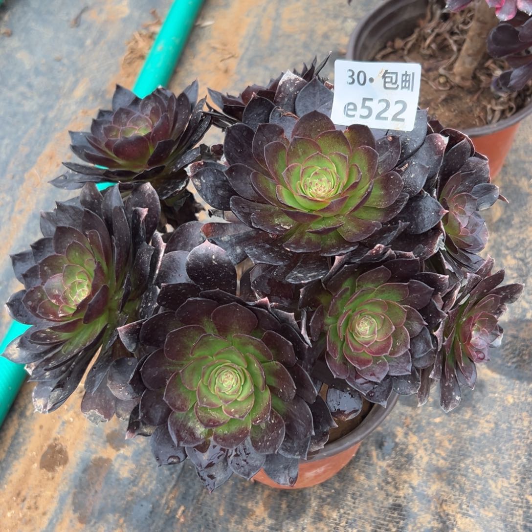 522 赤艳连处理多肉法师