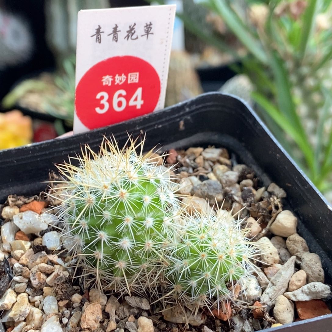 双头千鹤丸一颗66878