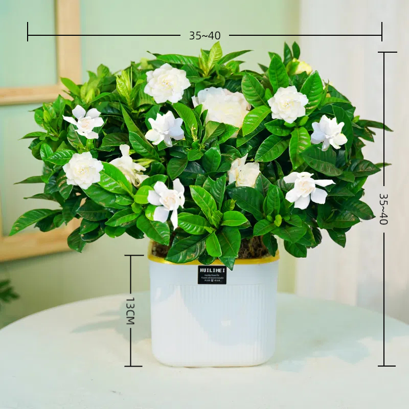 浓香型小叶栀子花盆栽多季开花客厅花卉绿植基地直发观赏植物花卉