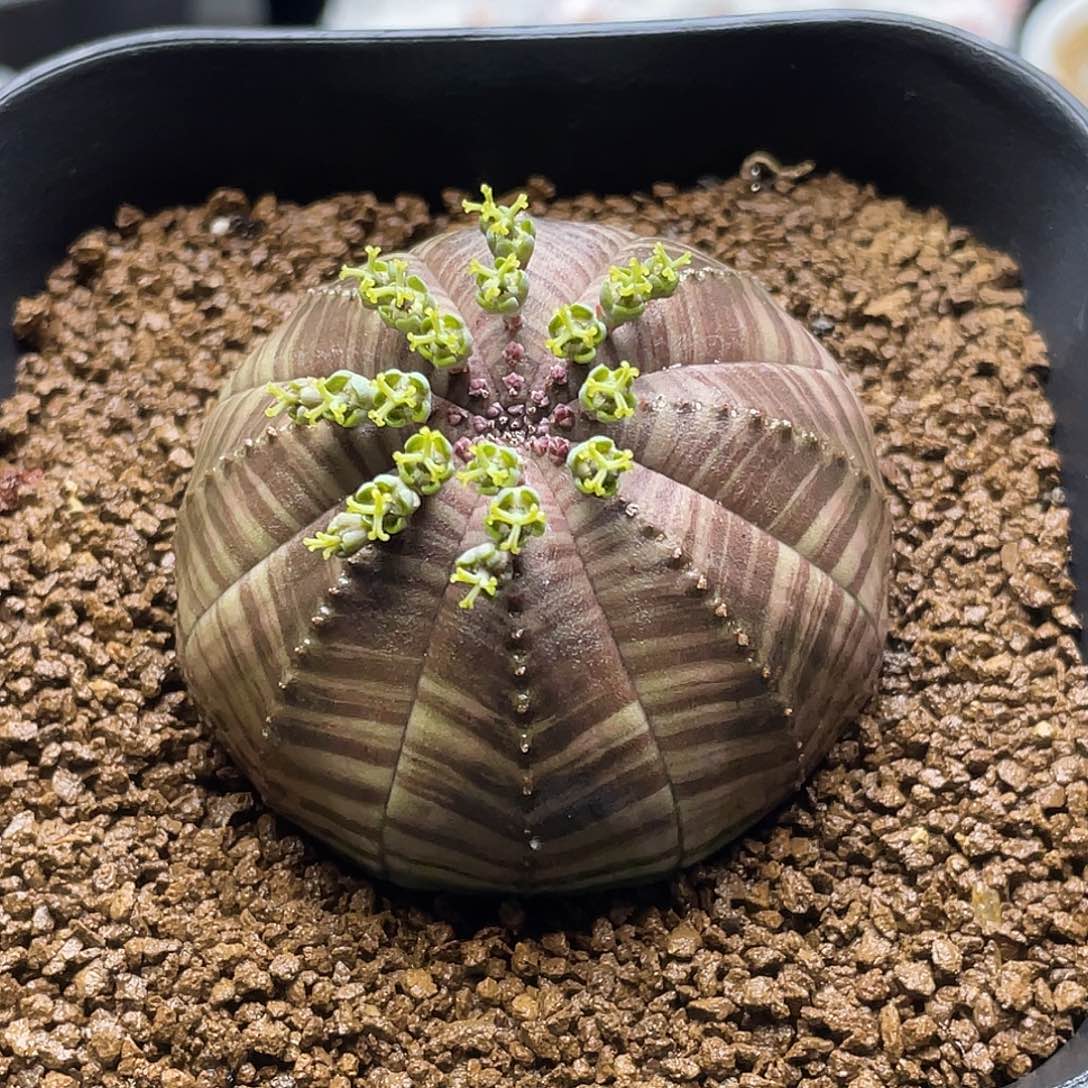 母球4.8公分 实生羽田斑马纹欧系布纹球