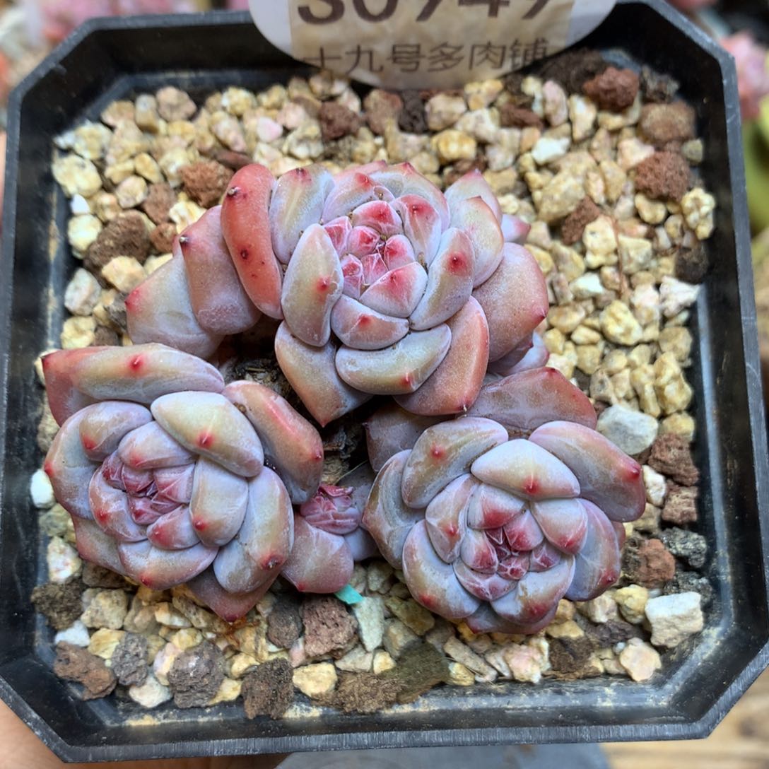 S0949 6头突妮斯石榴籽星影 有砍 7厘米