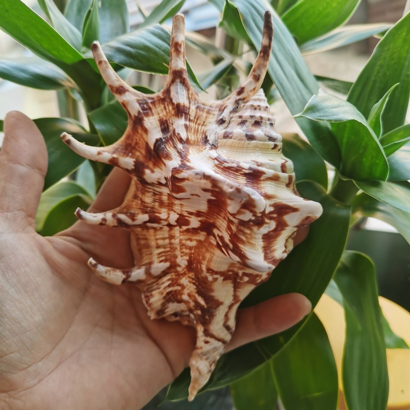 天然海螺贝壳七角螺蜘蛛螺