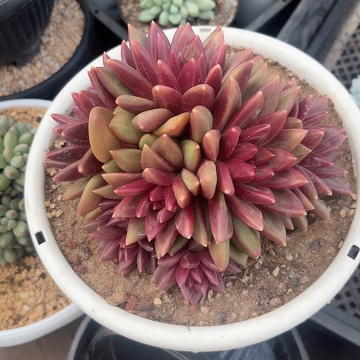 迷雾泡泡自然群无砍多头