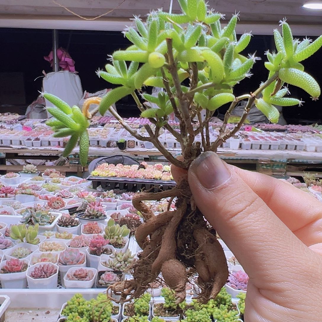 玉米枝干19包邮多肉植物