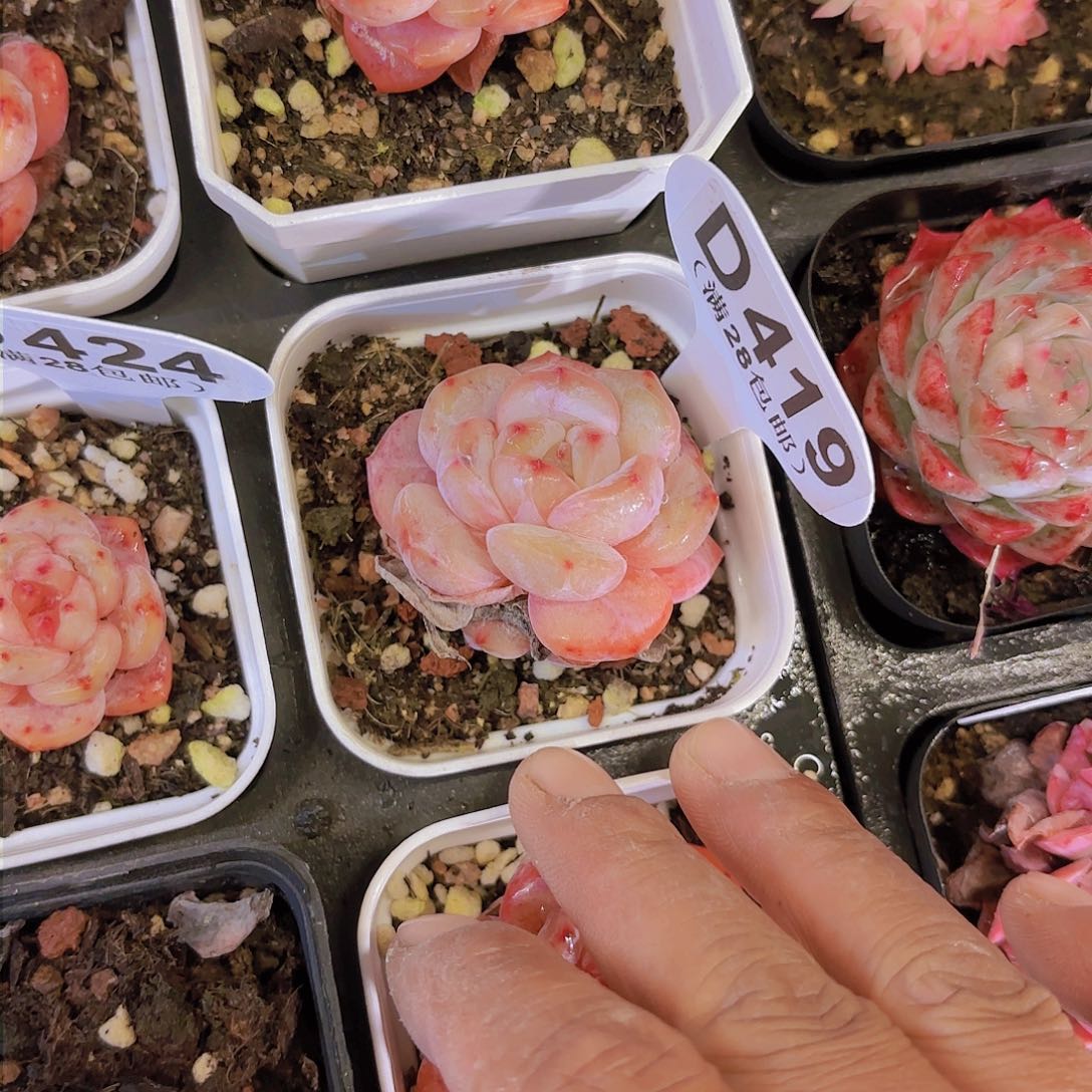 D419日系星影yi eu yi pai多肉