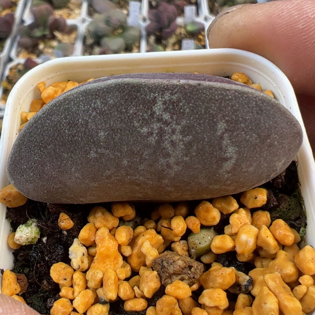 4.7厘米母叶满斑花蛋多肉植物水泡