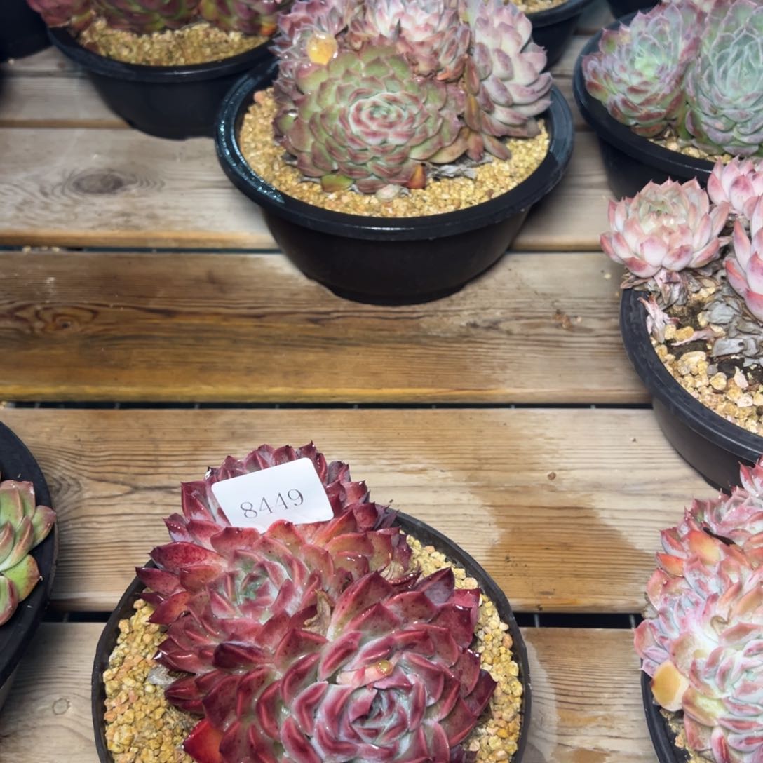 x****嘻8449肉多么肉多么多么肉