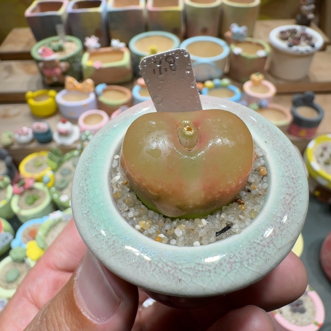 蘑菇1558毛汉尼多肉植物