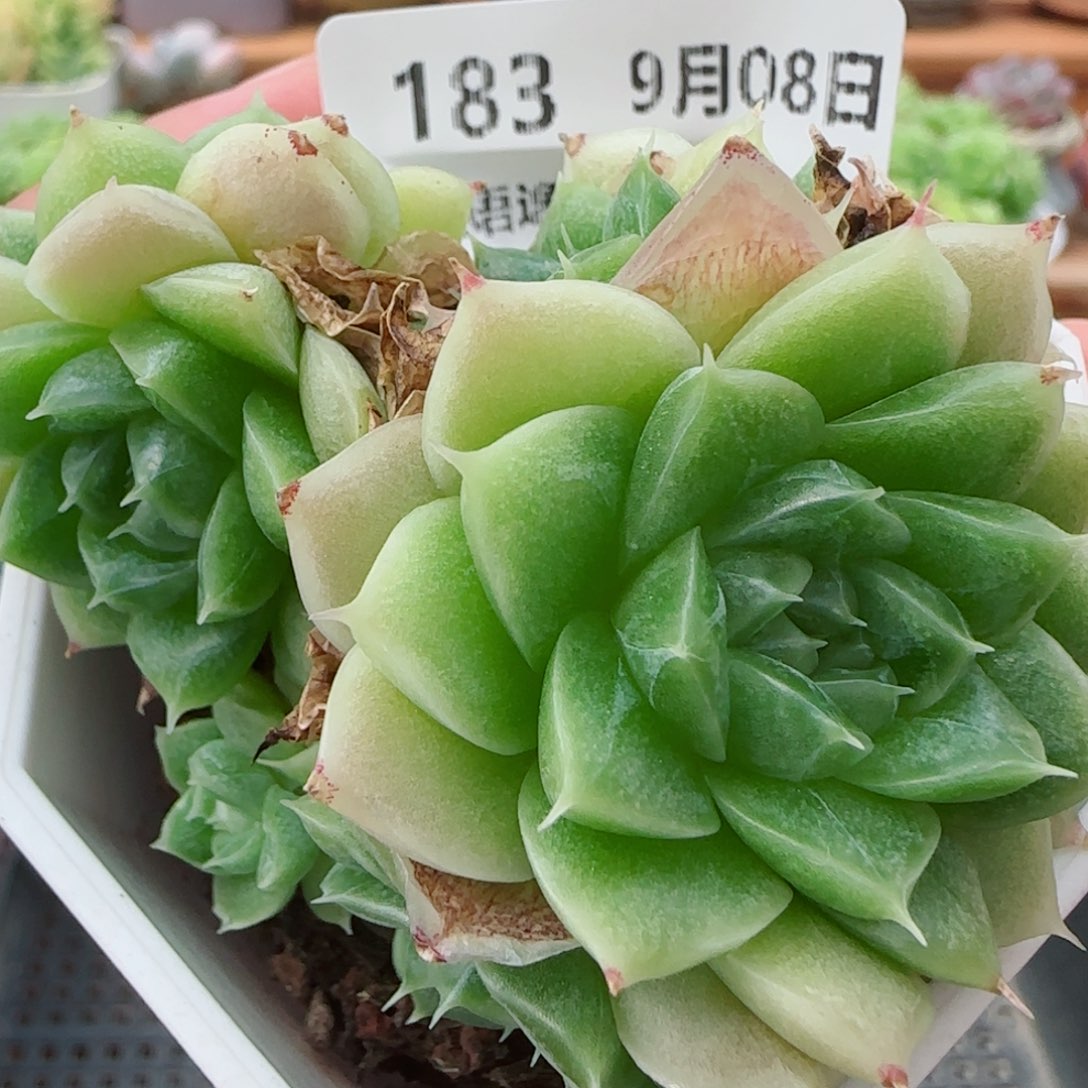 花语逸镜0908-183散