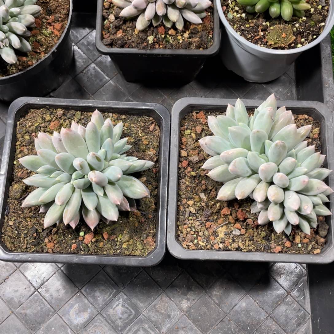 多头哥特萝莉多肉植物