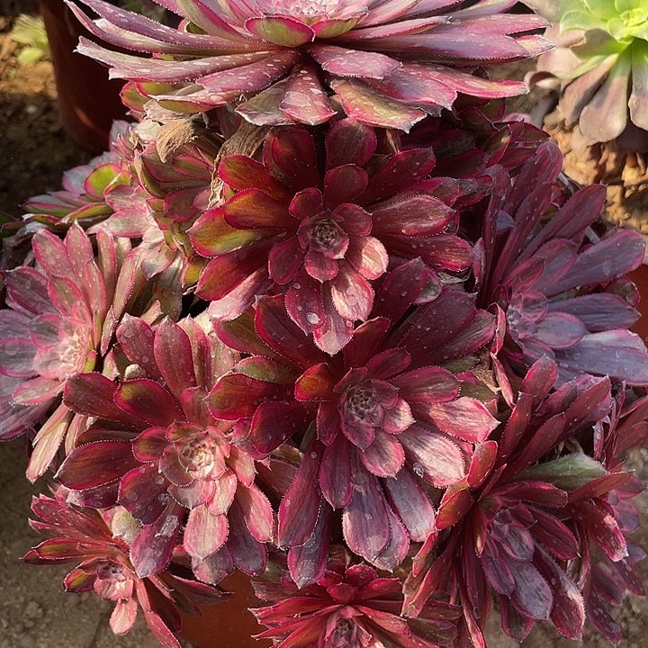 638紫霞仙子多肉植物