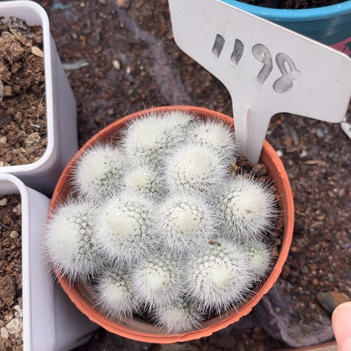 1198群生白小丁好养皮实