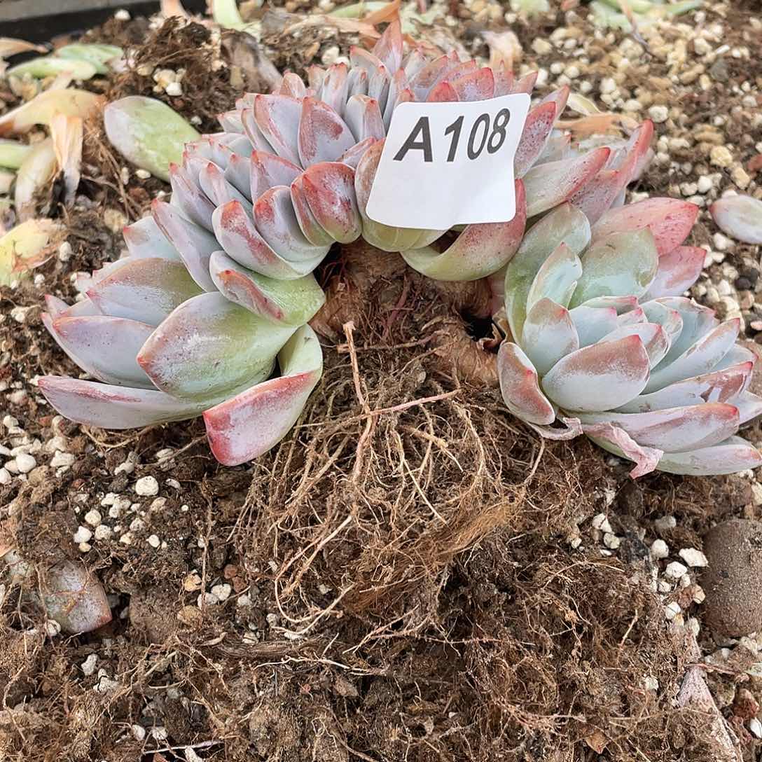 *****108多肉植物多肉植物