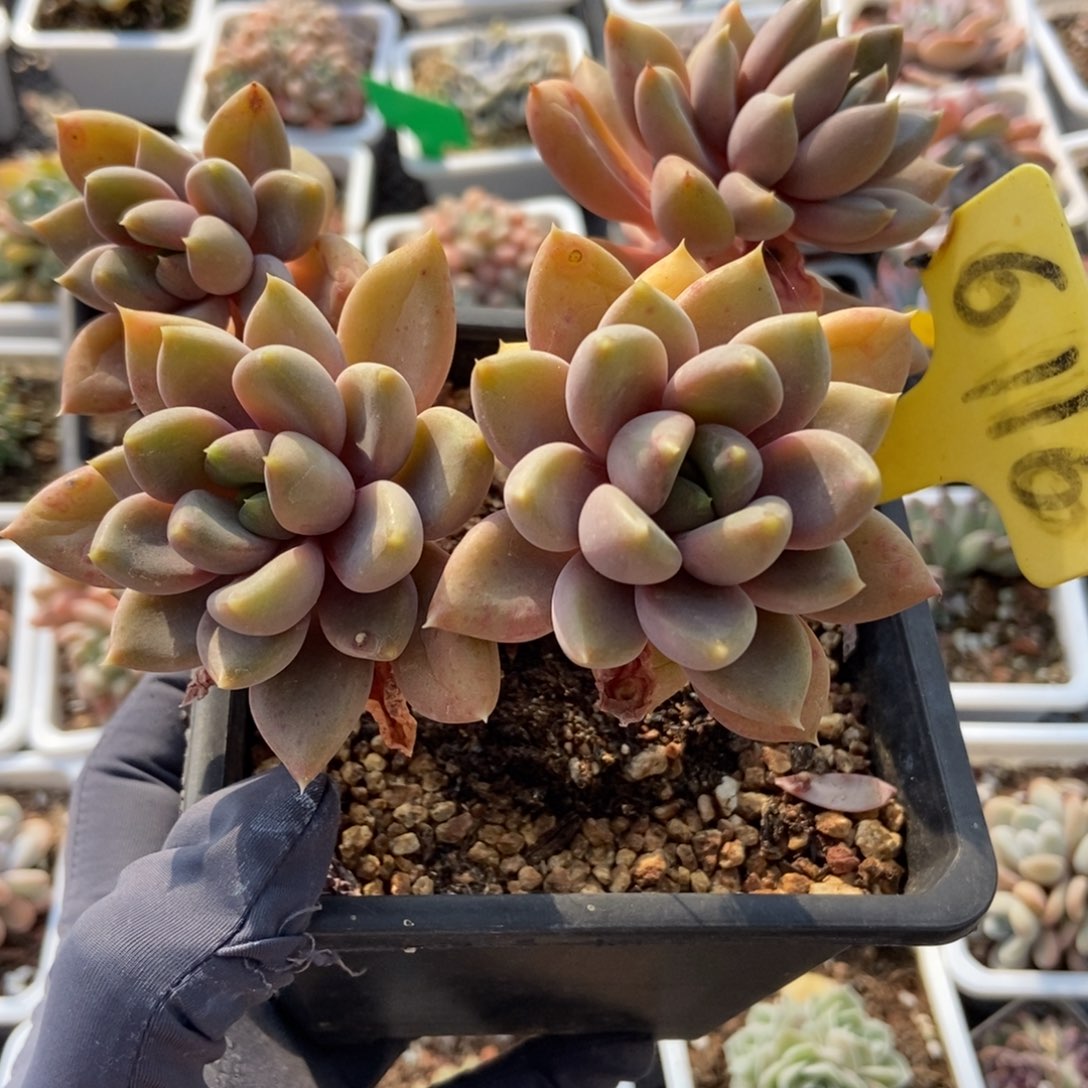 6116象牙多肉植物保护