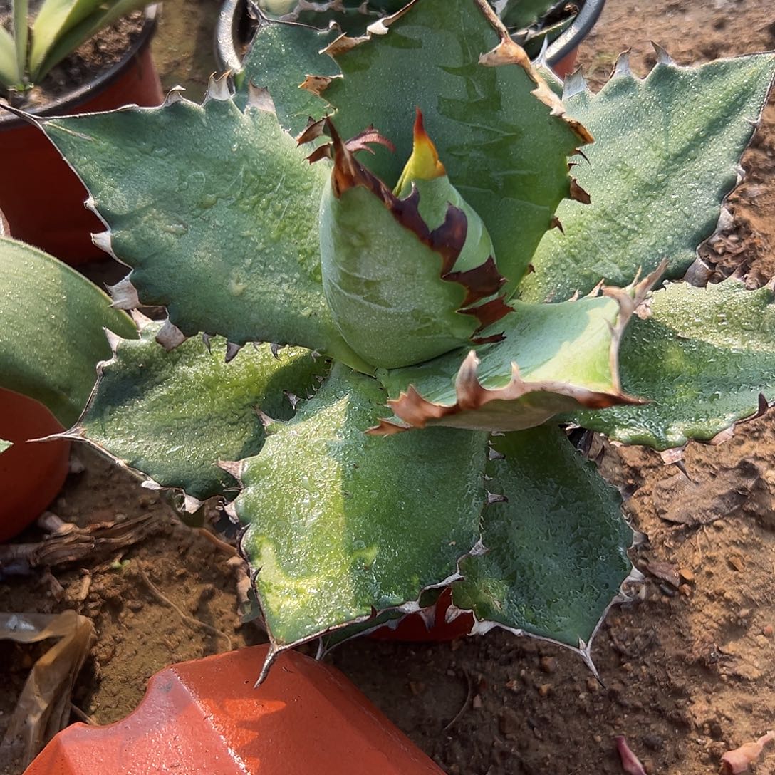 多肉植物仁王冠杂