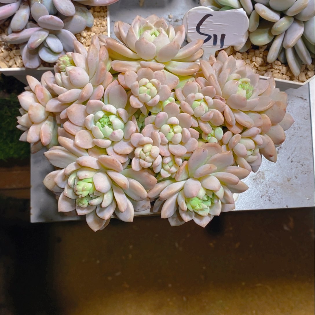 清***?桃酥群多肉植物