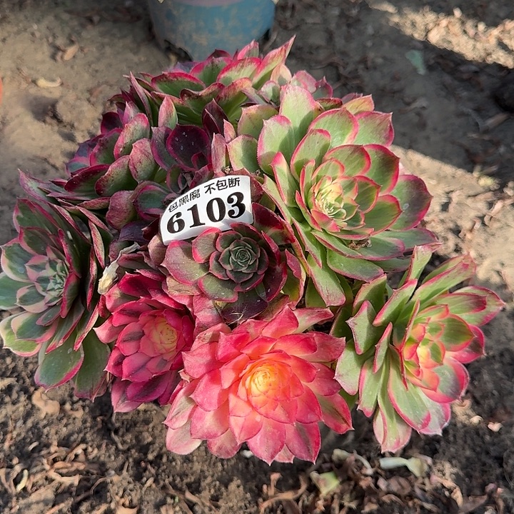 18-22法师丘比特6103