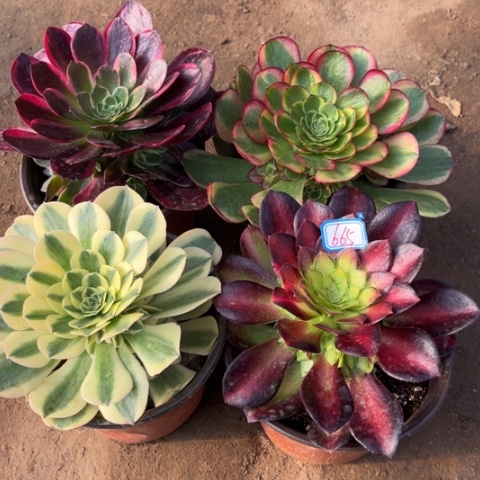 665多肉植物组合