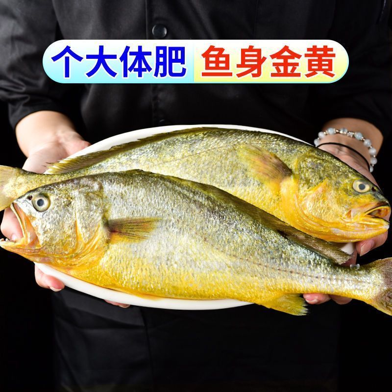 东海半野生大黄鱼新鲜冷冻1斤每条独立包装