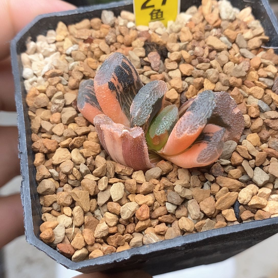 红陶27号赤斑玉扇锦一物一拍