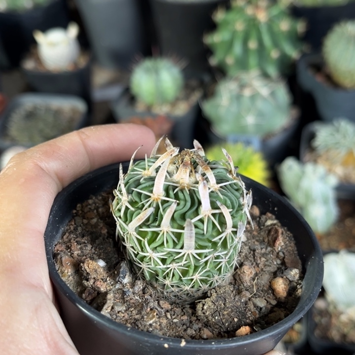 仙人球一物一拍实生