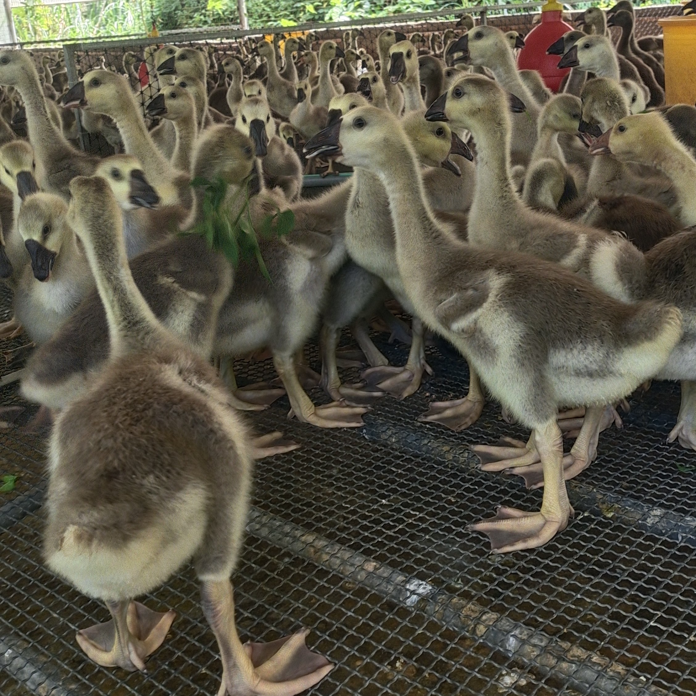 琼姐特大宠物狮头吖