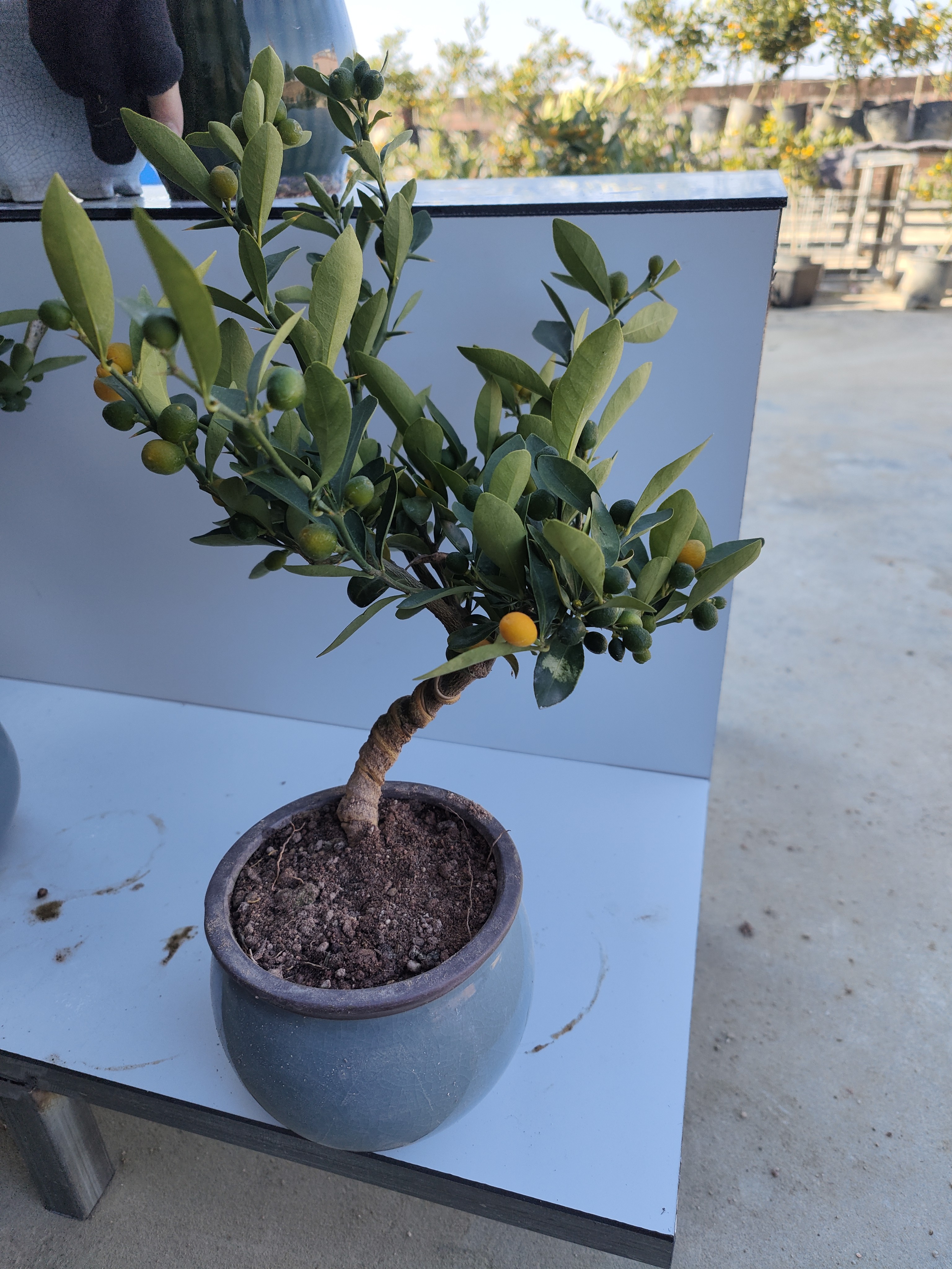 福豆盆栽观果绿植 原生籽播苗