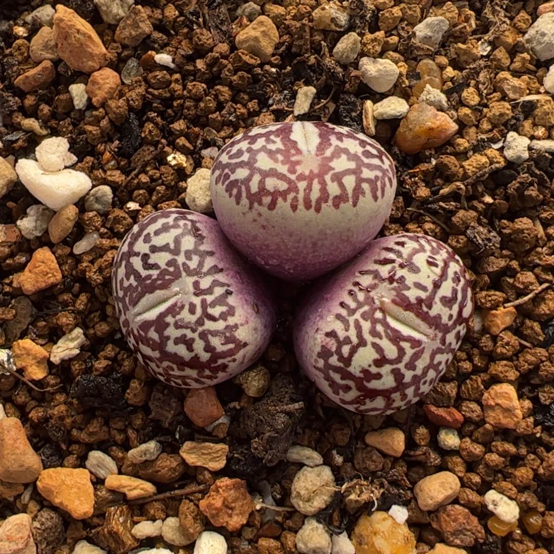 113多肉植物百科