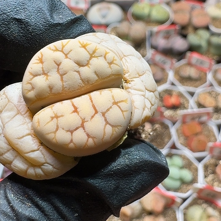 生石花22:：：。  352